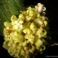 Hedyotis thwaitesii Hook.f.